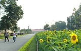 Vườn hoa hướng dương nở trong Hoàng thành Thăng Long